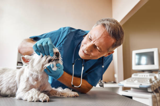 Best Emergency Root Canal Treatment in Glen Head, NY